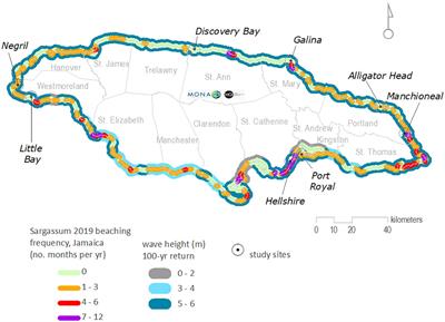 Seasonal Predictions of Holopelagic Sargassum Across the Tropical Atlantic Accounting for Uncertainty in Drivers and Processes: The SARTRAC Ensemble Forecast System